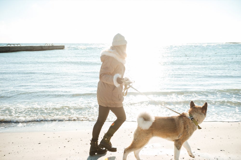 Pet Sitting and Dog Walking Business