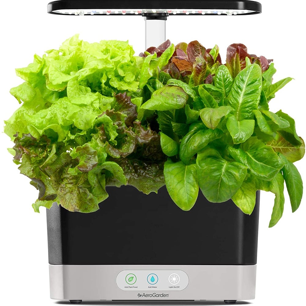 Best for Salad: AeroGarden Harvest ($107)