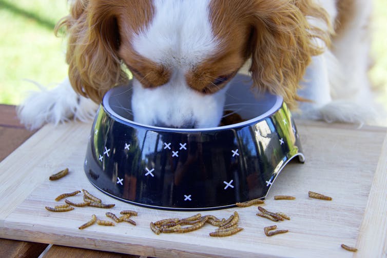 Dog eating from a plate with insects around