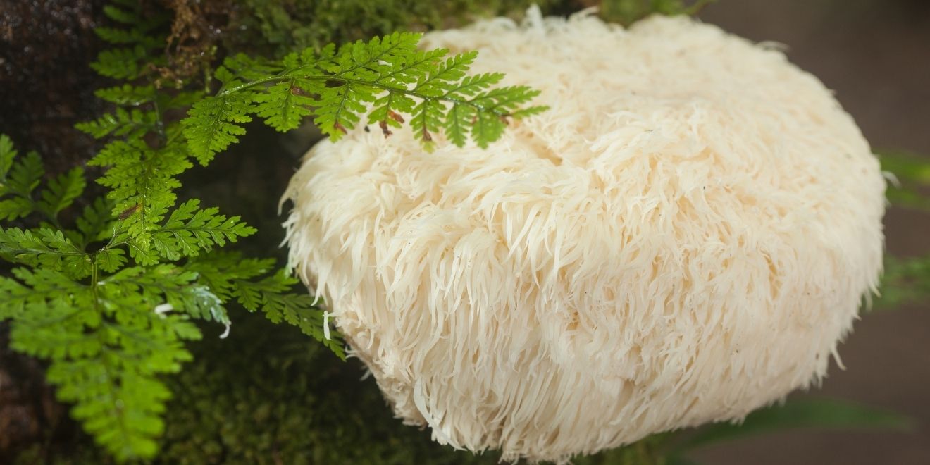 nootropics 101 lions mane