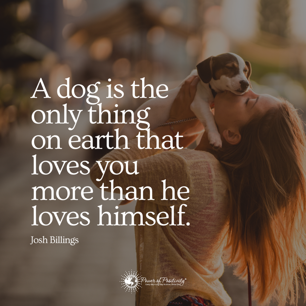 german shepherd dogs