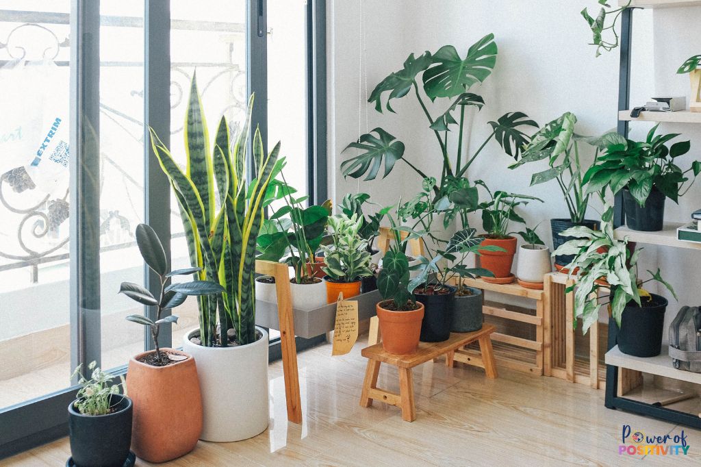 houseplants room positive energy
