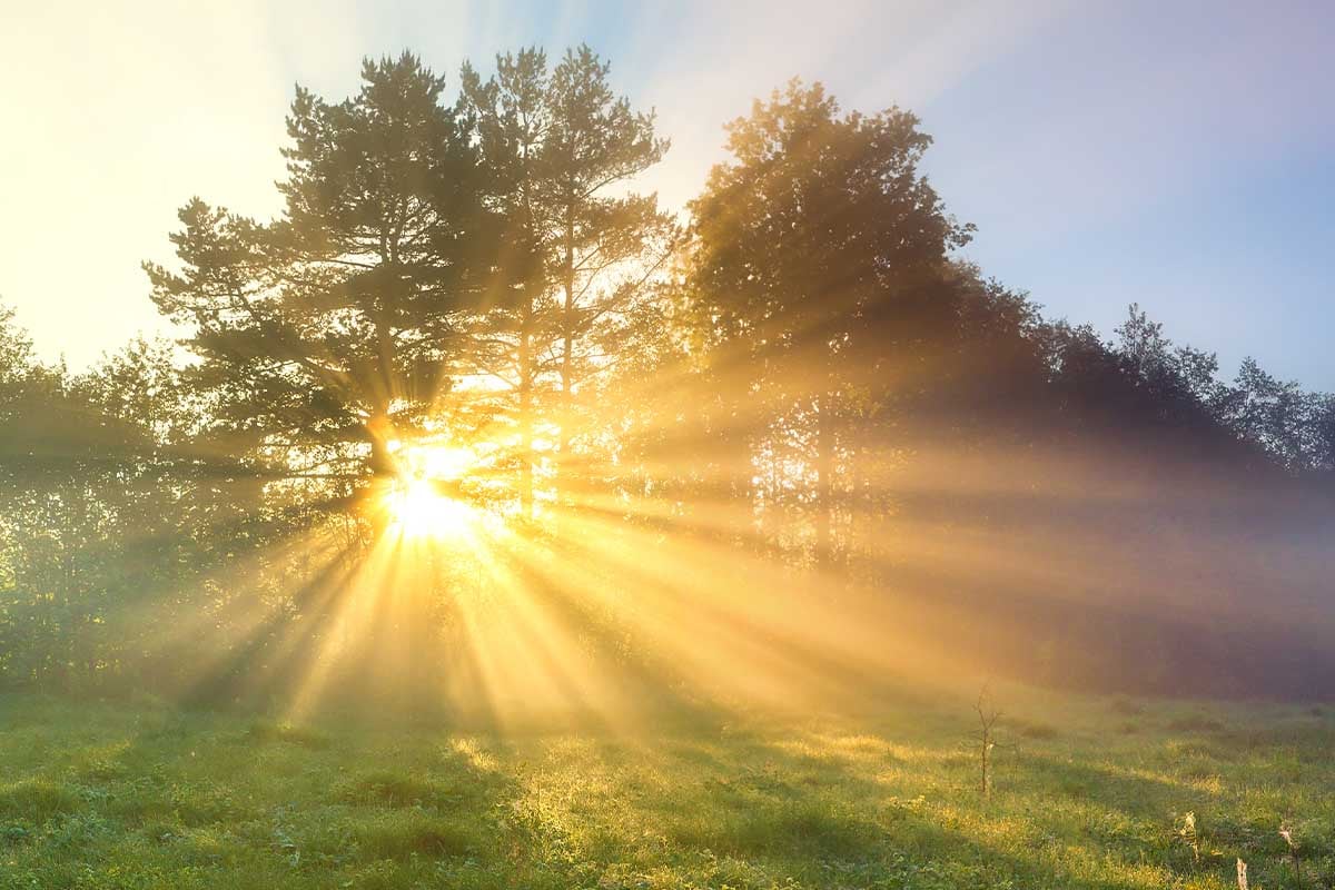 Sunshine streaming through trees