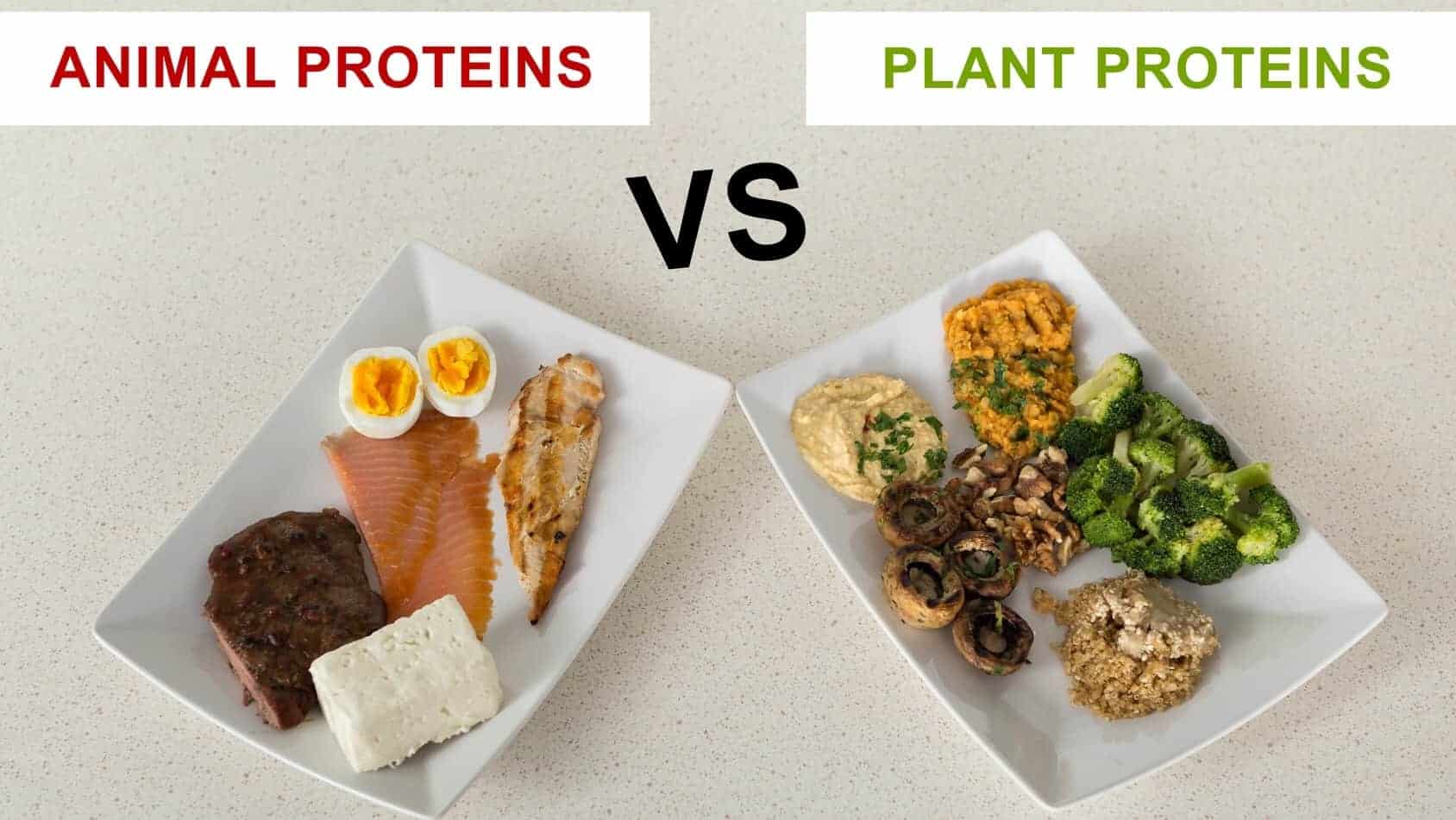 protein